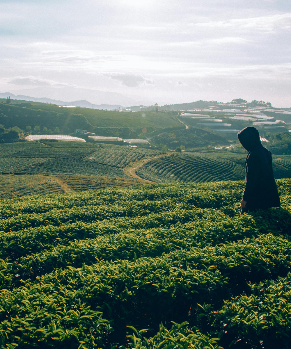 Culture du thé vert KANSHA MATCHA au Japon – production bio de haute qualité issue de la première récolte Ichibancha