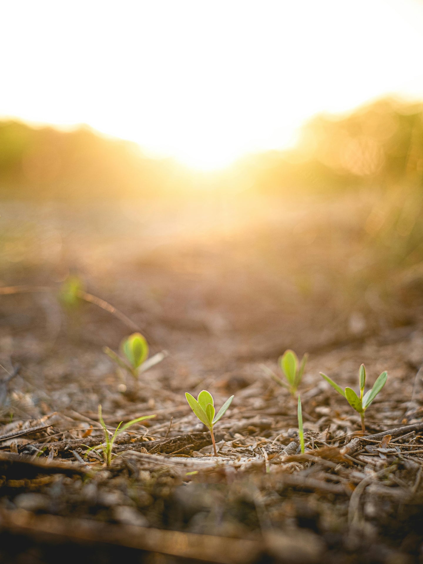 jeunes plantes à la lueur du soleil 